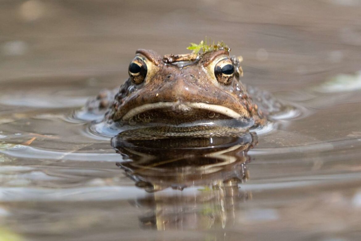 14-Year-Old Who Built a Pond in Her Backyard from Scratch Nearly 10 Years Ago Says It’s Now a Thriving Ecosystem 14-Year-Old Who Built a Pond in Her Backyard from Scratch Nearly 10 Years Ago Says It’s Now a Thriving Ecosystem