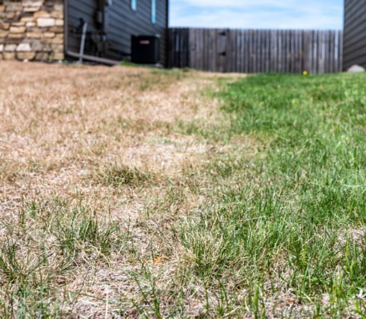 Did your lawn go dormant due to summer heat? Here’s what Kansas experts recommend Did your lawn go dormant due to summer heat? Here’s what Kansas experts recommend