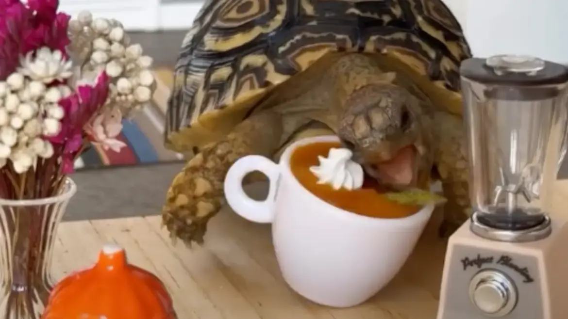 WATCH: Owner Makes Tortoise-Safe Versions of Human Meals for Tiny Food Critic Apple App Store