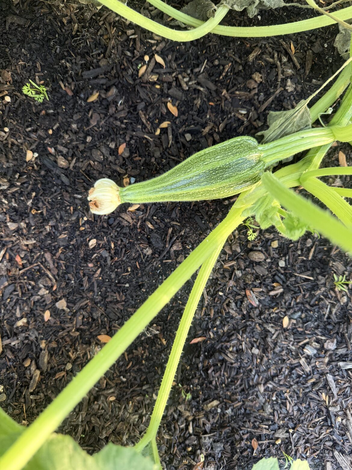 what’s wrong with my squash?