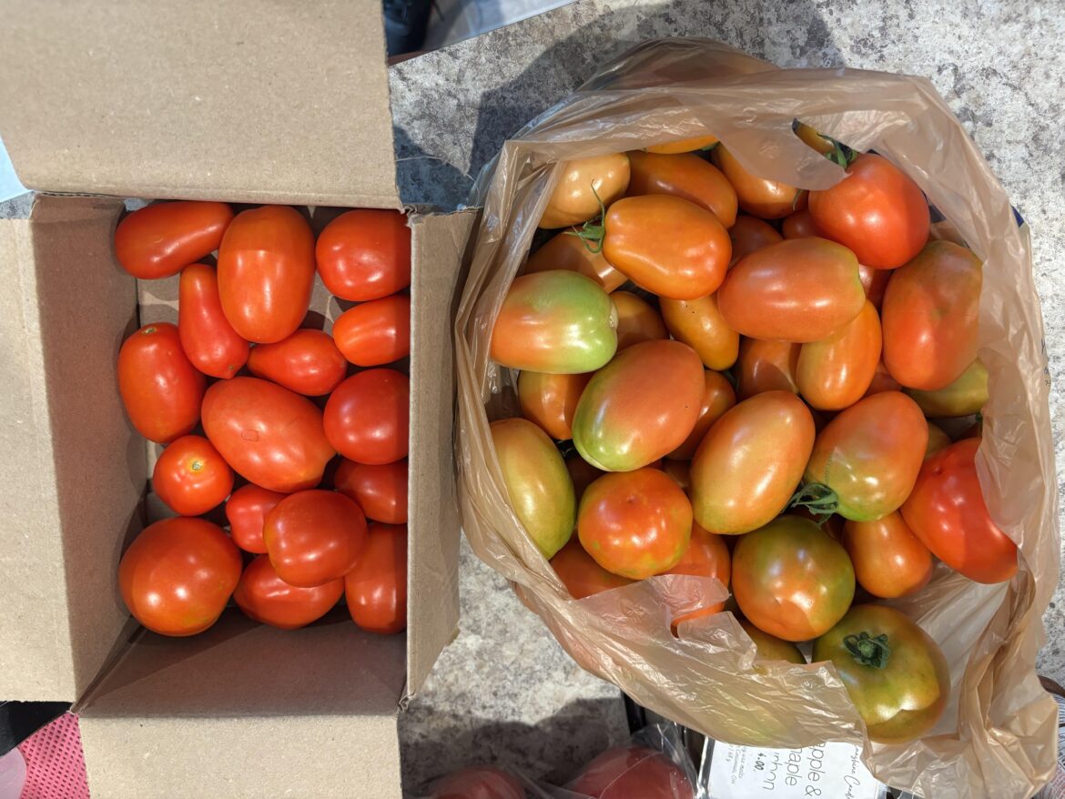 Tomato harvest!