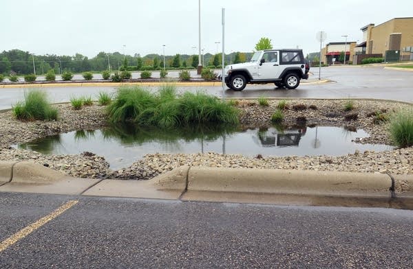 Rain garden collects water from Target lot.