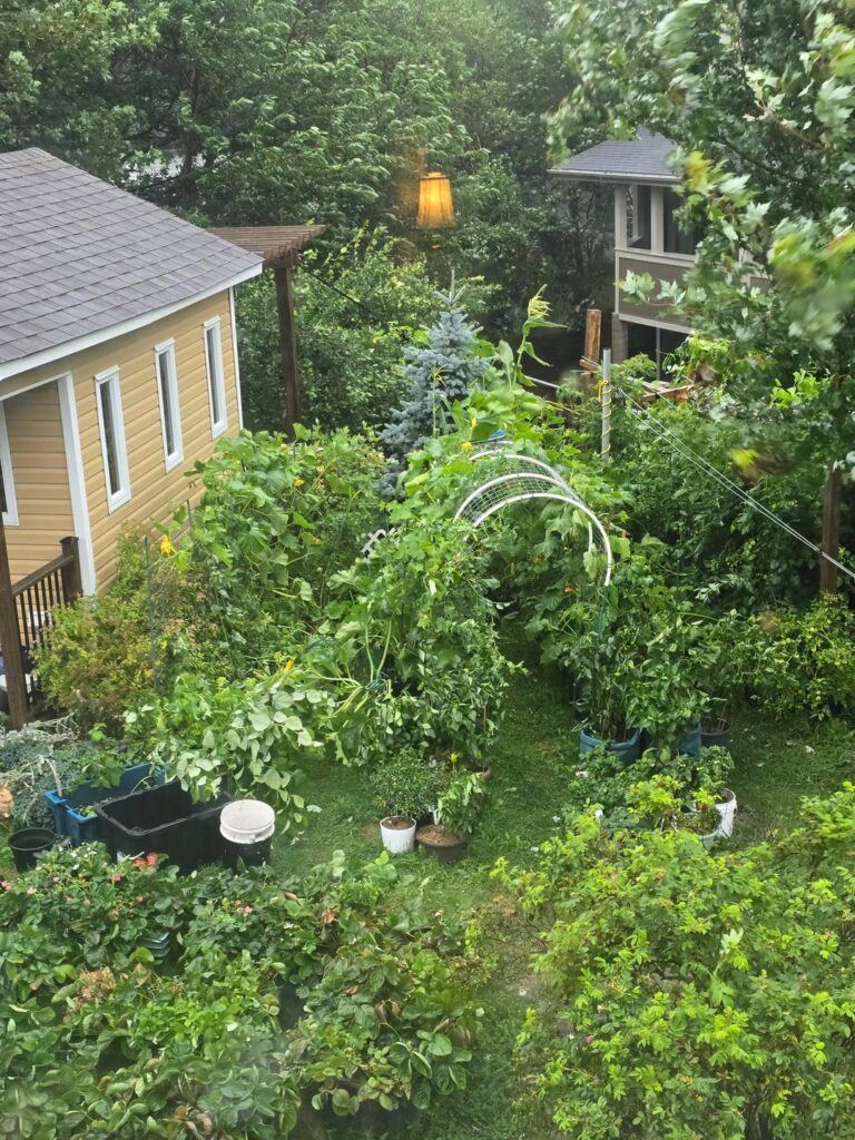 My garden is getting destroyed before my very eyes