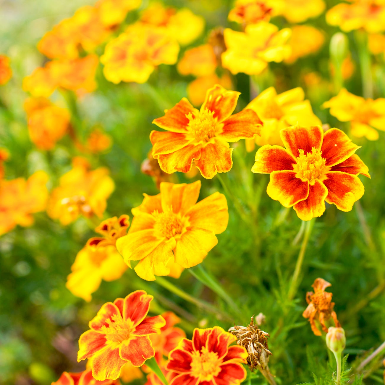 French marigolds blooming in a summer garden