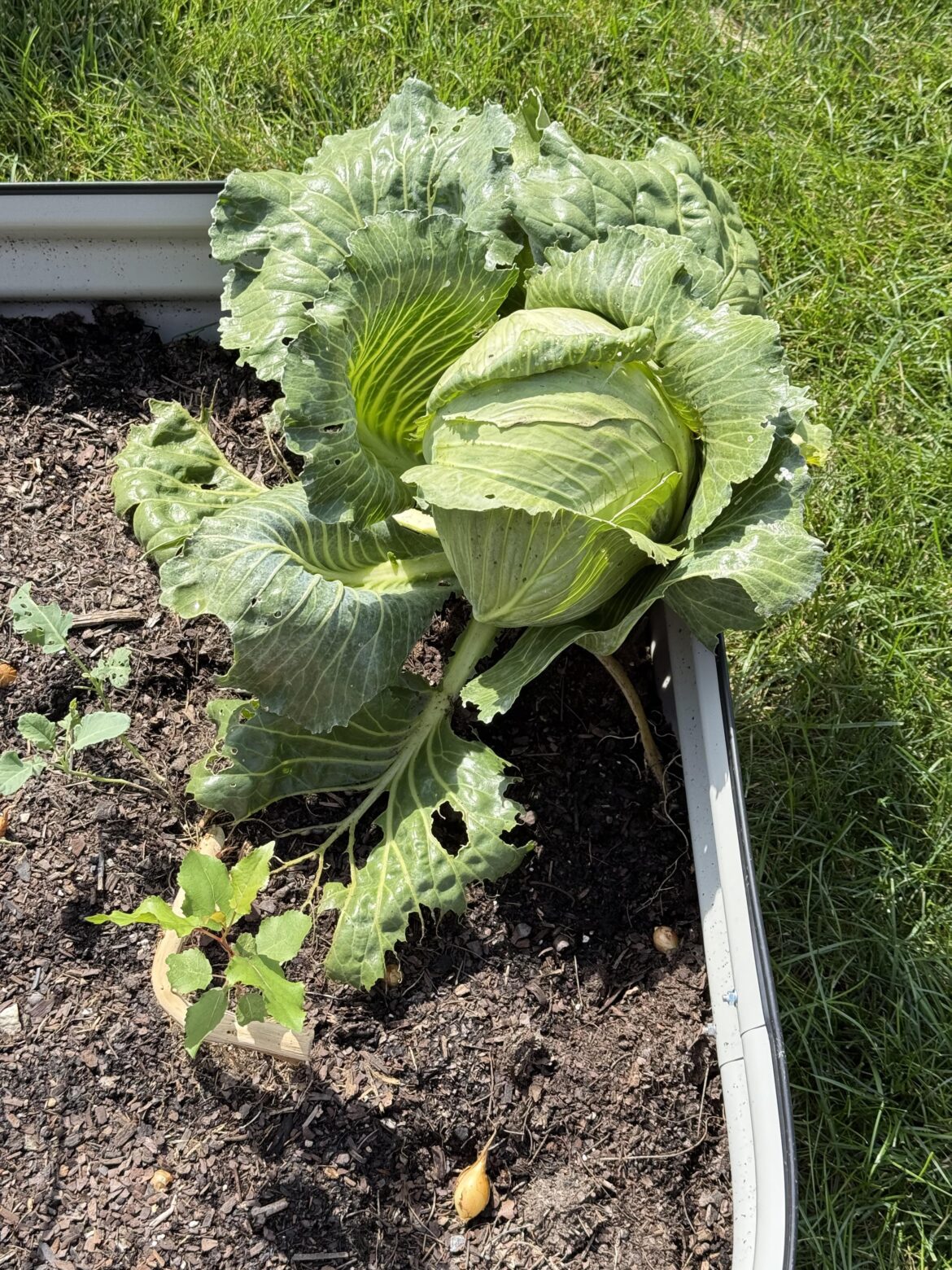 I left this cabbage in the ground all summer