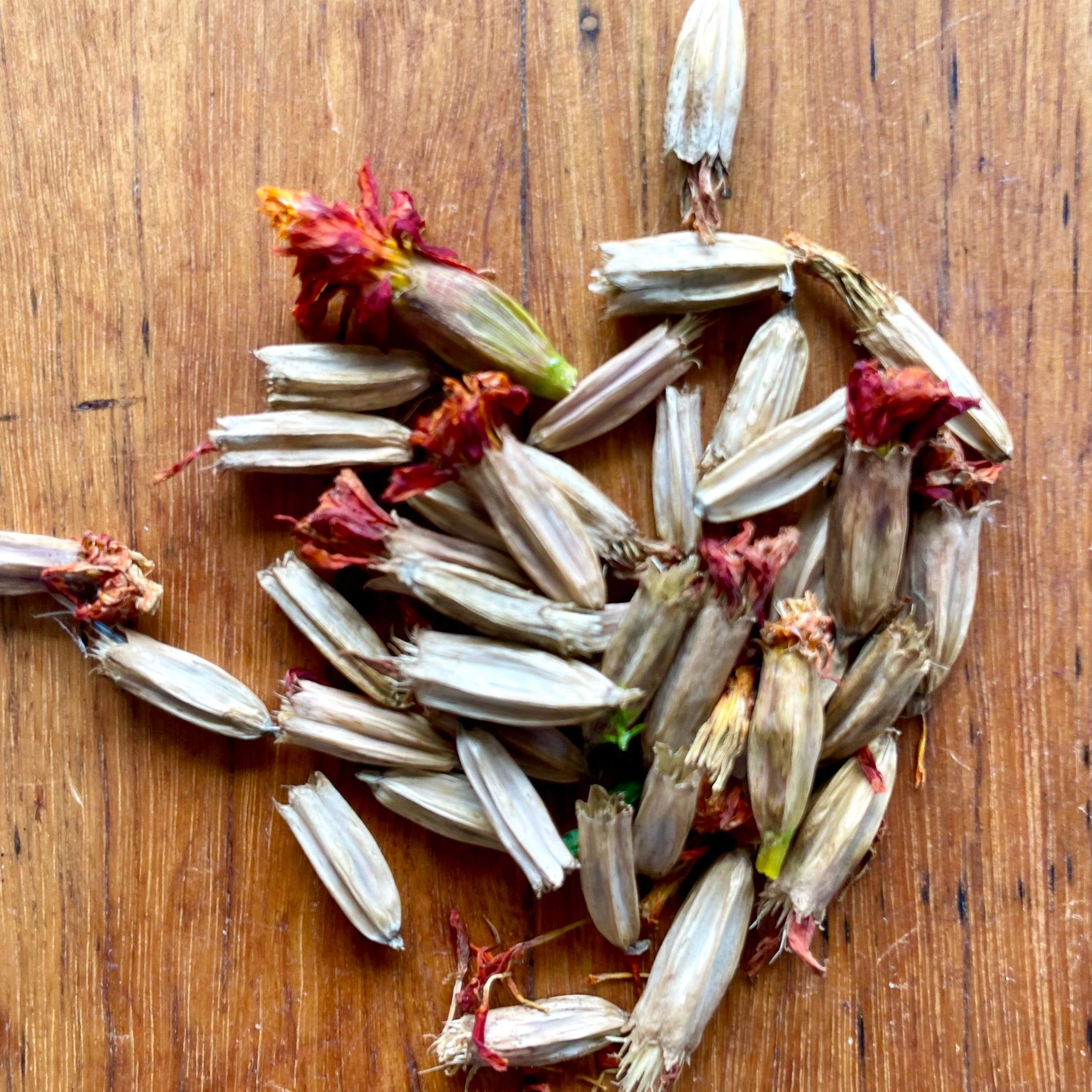 Marigold, flower seed pods.