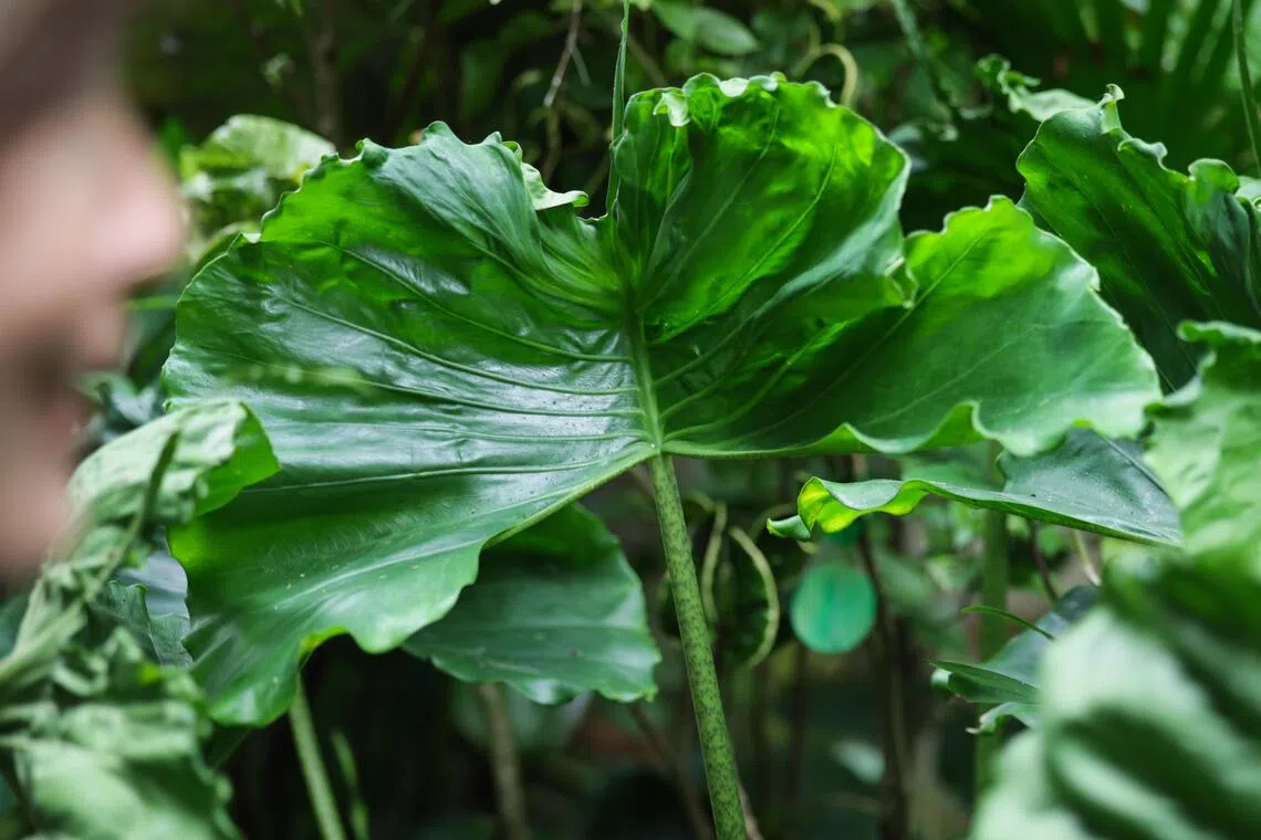 Irene Ngoo’s garden is in every shade of green, from feathery filaments in jade to dark forest-green fronds.
