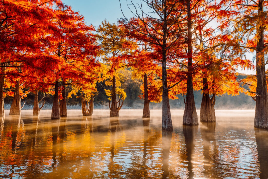 A group of bald cypress in water