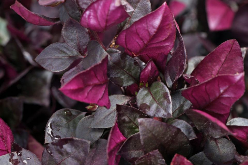 Alternanthera ‘Choco Chili’.