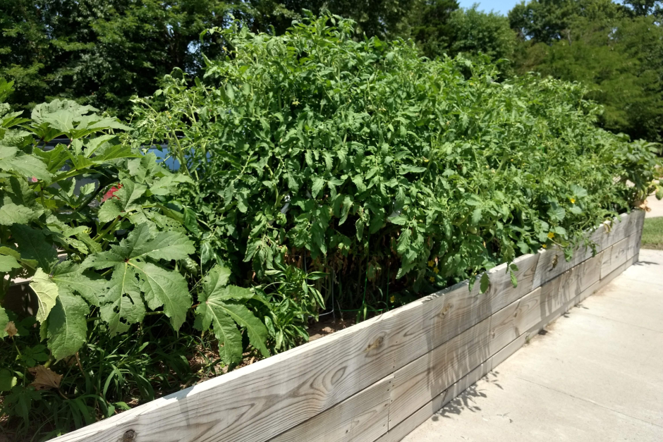 Plants in garden bed.
