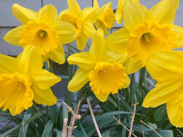 Critter-resistant daffodils appear in bloom on Long Island.
