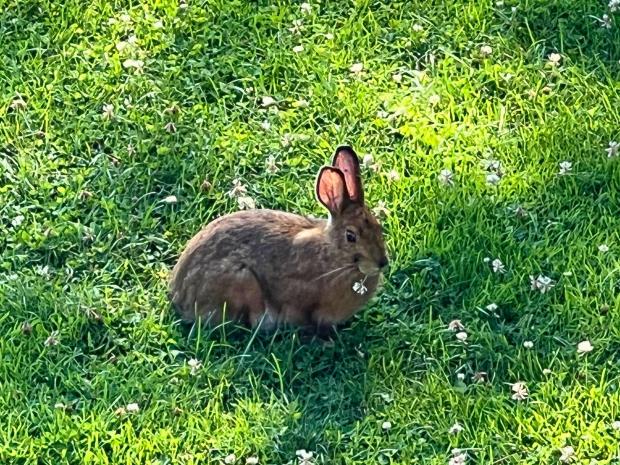 A rabbit munches on a clover plant in Carroll, New Hampshire.