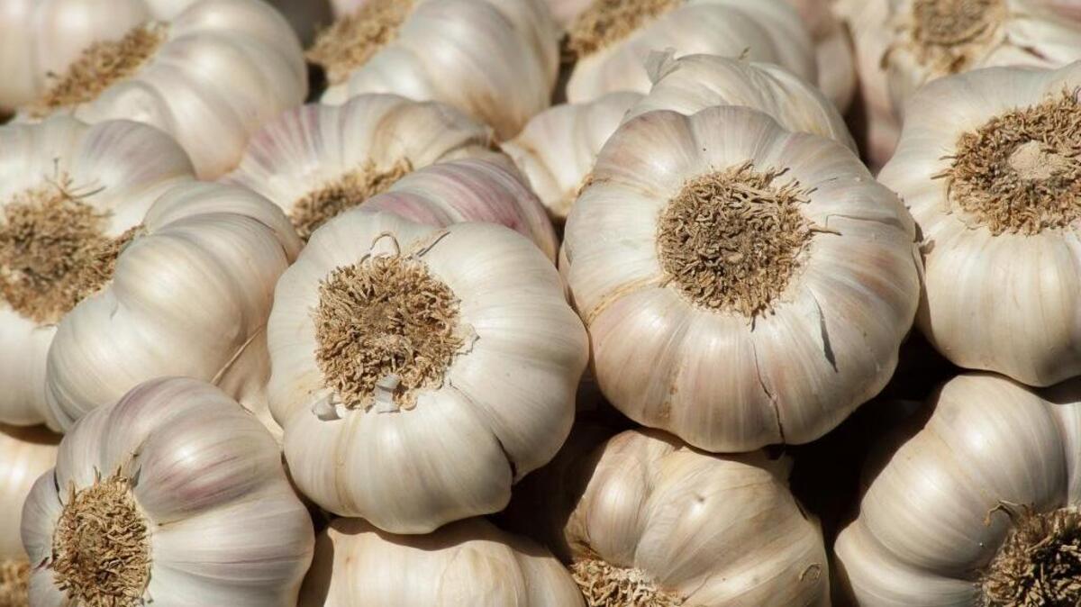 Garlic is one of the most popular ingredients, and it is not too difficult to grow in your own garden. Garlic is one of the most popular ingredients, and it is not too difficult to grow in your own garden.