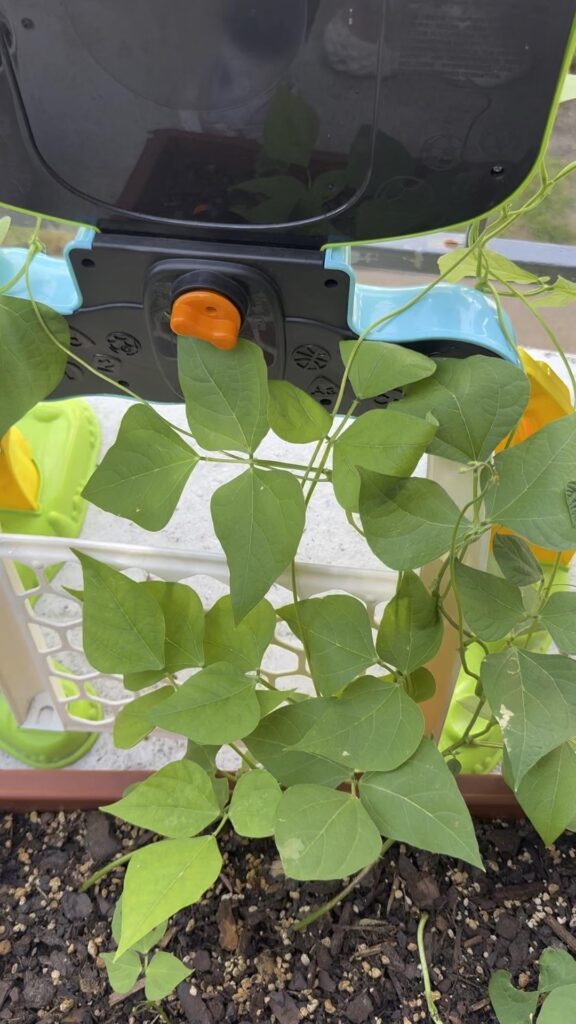 Bush beans exploded !