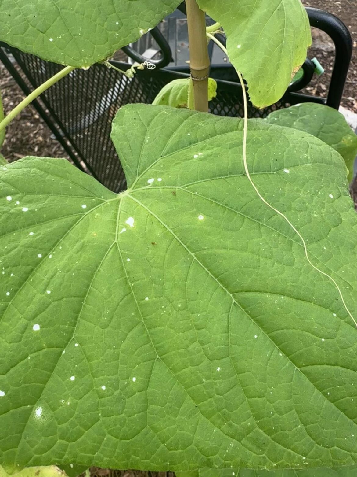 Aphids? Something else?