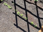 Salad greens growing in a backyard garden in Southeast Portland.