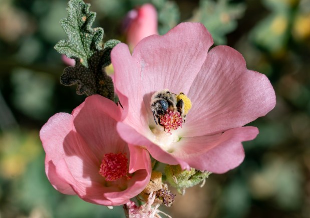 Globe mallow bee: A globe mallow bee gathers pollen from a globe mallow bloom in Rebecca K. O'Connor's garden in Banning, California May 2026. (Courtesy of Rivers & Lands Conservancy)