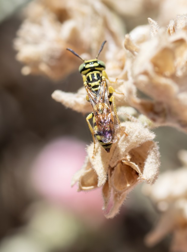 Philanthus multimaculatus: A beewolf in Rebecca K. O'Connor's garden in Banning, California May 2026. (Courtesy of Rivers & Lands Conservancy)