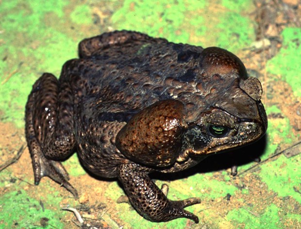 The cane toad or bufo marinus has poisonous glands that can kill a dog if the secretion from these glands finds its way to the dog's mouth. The toad is well established in South Florida.