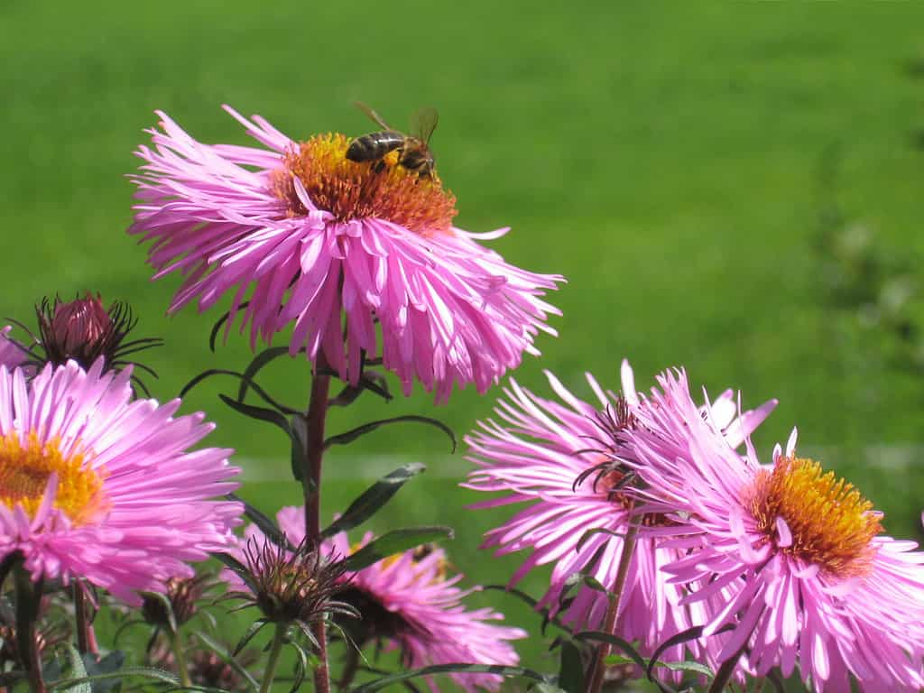new england aster