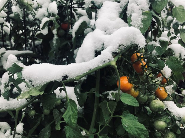 Sungold tomatoes caught by an early snow. (Betty Cahill, Special to The Denver Post)