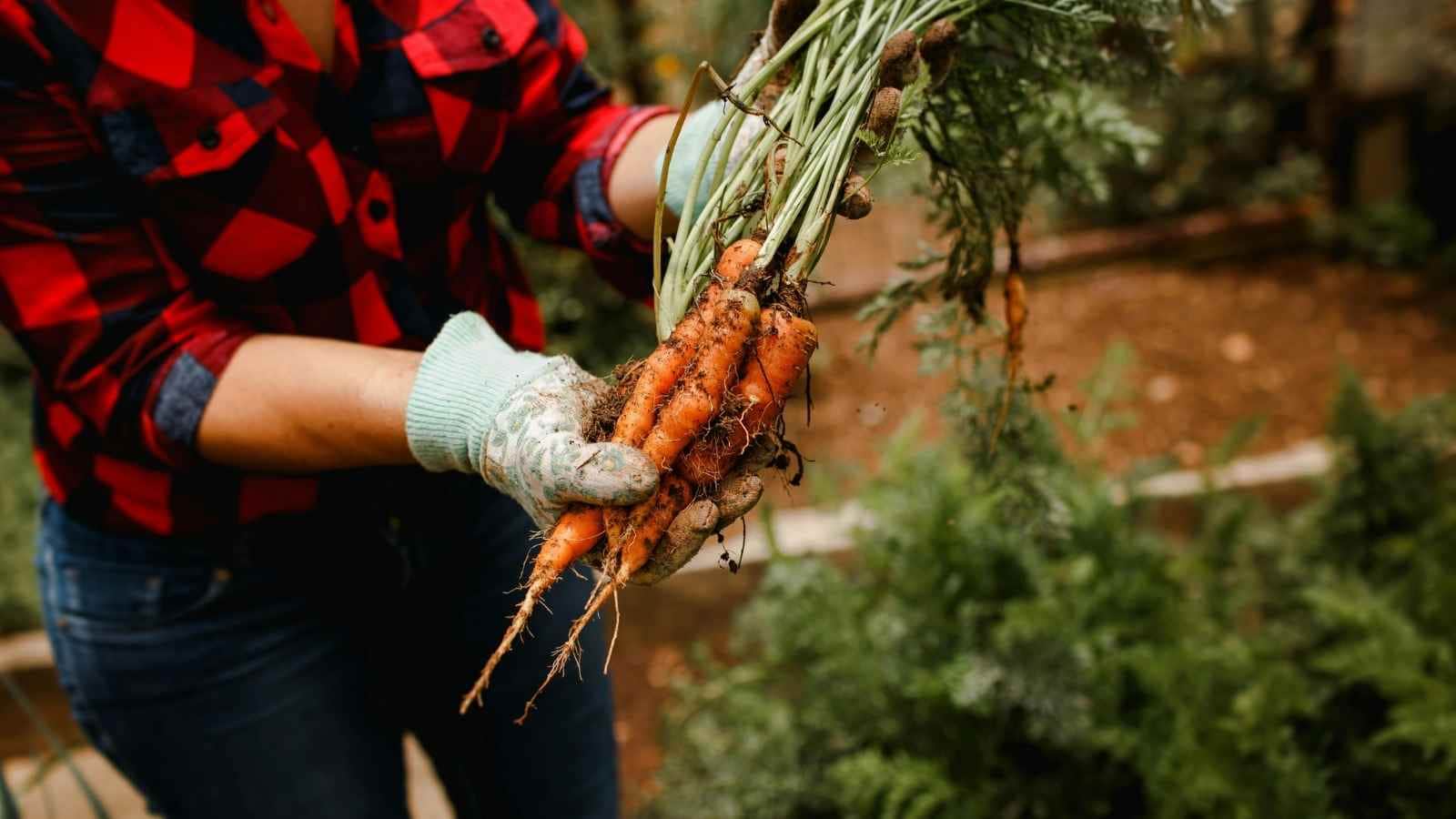 Radish, carrots and turnips can also be planted during this season. Use deep pots or grow bags with loose soil so their roots have enough space to develop. Timely watering can help these vegetables grow well and develop good flavour. Radish, carrots and turnips can also be planted during this season. Use deep pots or grow bags with loose soil so their roots have enough space to develop. Timely watering can help these vegetables grow well and develop good flavour.