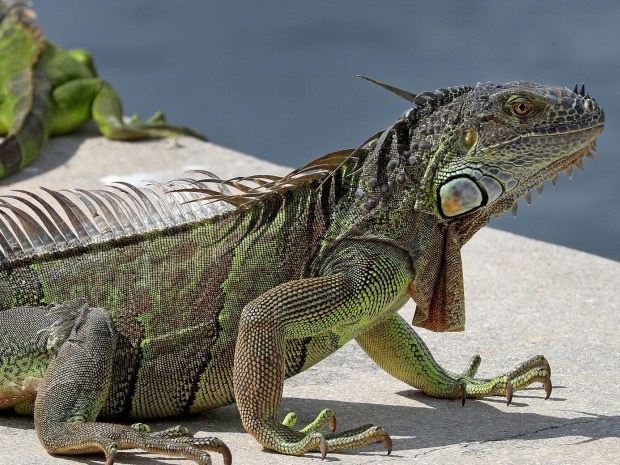 In this staff file photo, iguanas gather on a seawall in a Hallandale Beach neighborhood.