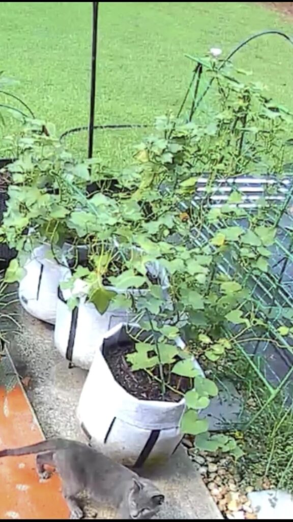 Sweet Potato Harvest-normal yield? Sweet Potato Harvest-normal yield?