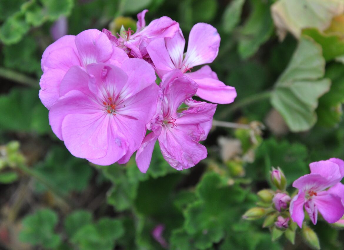Year-round gardening: Steps to overwintering geraniums in Colorado Now is the time to overwinter geraniums in Colorado. (Fredricka Bogardus, Colorado Master Gardener)