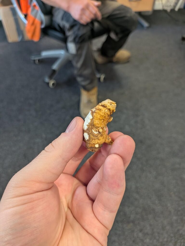 Tuber Identification