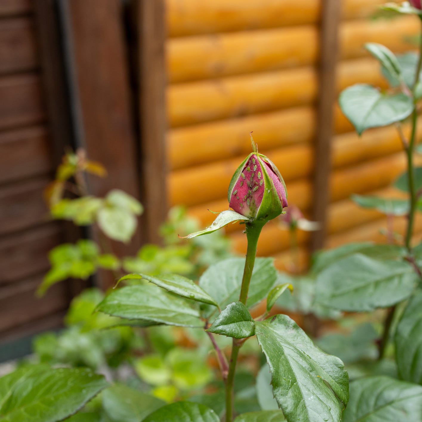 Close-up of a vibrant pink rose bud heavily infested with green aphids in a garden setting. Common garden problem (aphids)
