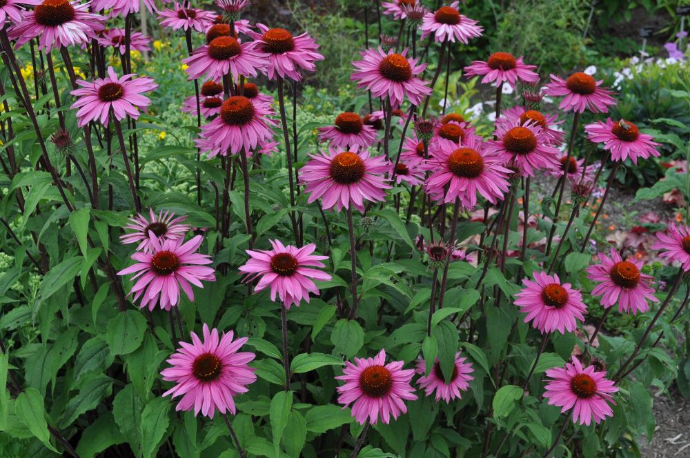 coneflower