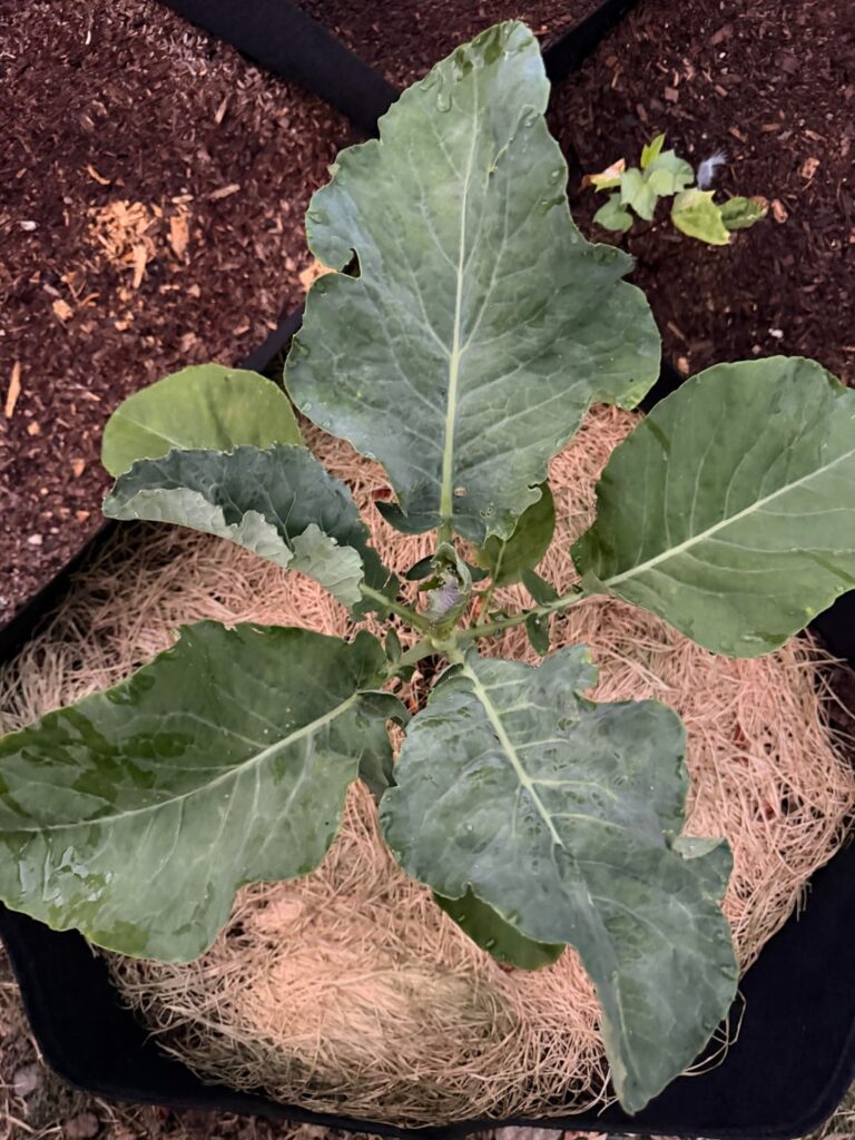 Volunteer that popped up months ago with a watermelon seedling.