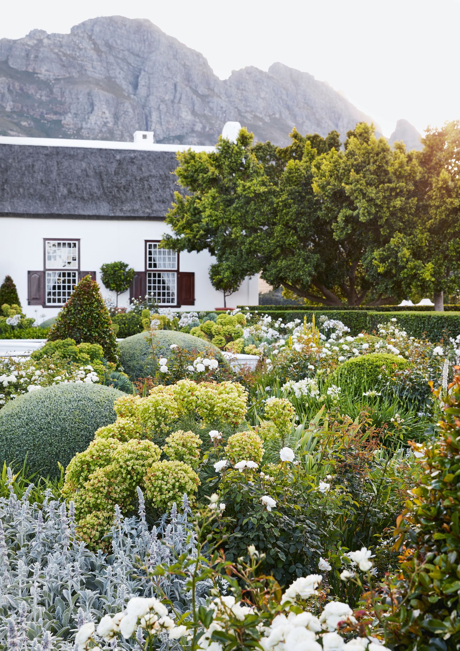 In the white garden Ficus microcarpa trees and mounds of Rhagodia hastata anchor a planting scheme that features Rosa...