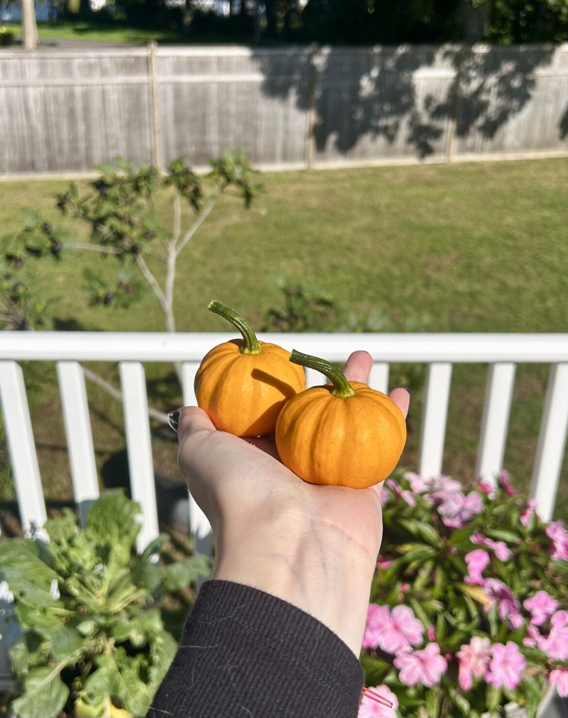 Grew probably 100 feet of vines (2 pumpkin plants, two gourd plants) to have this- my twins