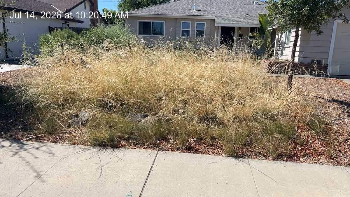 Purple needlegrass grows in the front yard of a Sacramento home on July 14 when a city Code Compliance officer inspected the property. The city said the dry, overgrown vegetation presented a potential fire hazard. The homeowner disputed that the native grass, planted as part of a city-approved drought-tolerant landscaping project, violated city code.