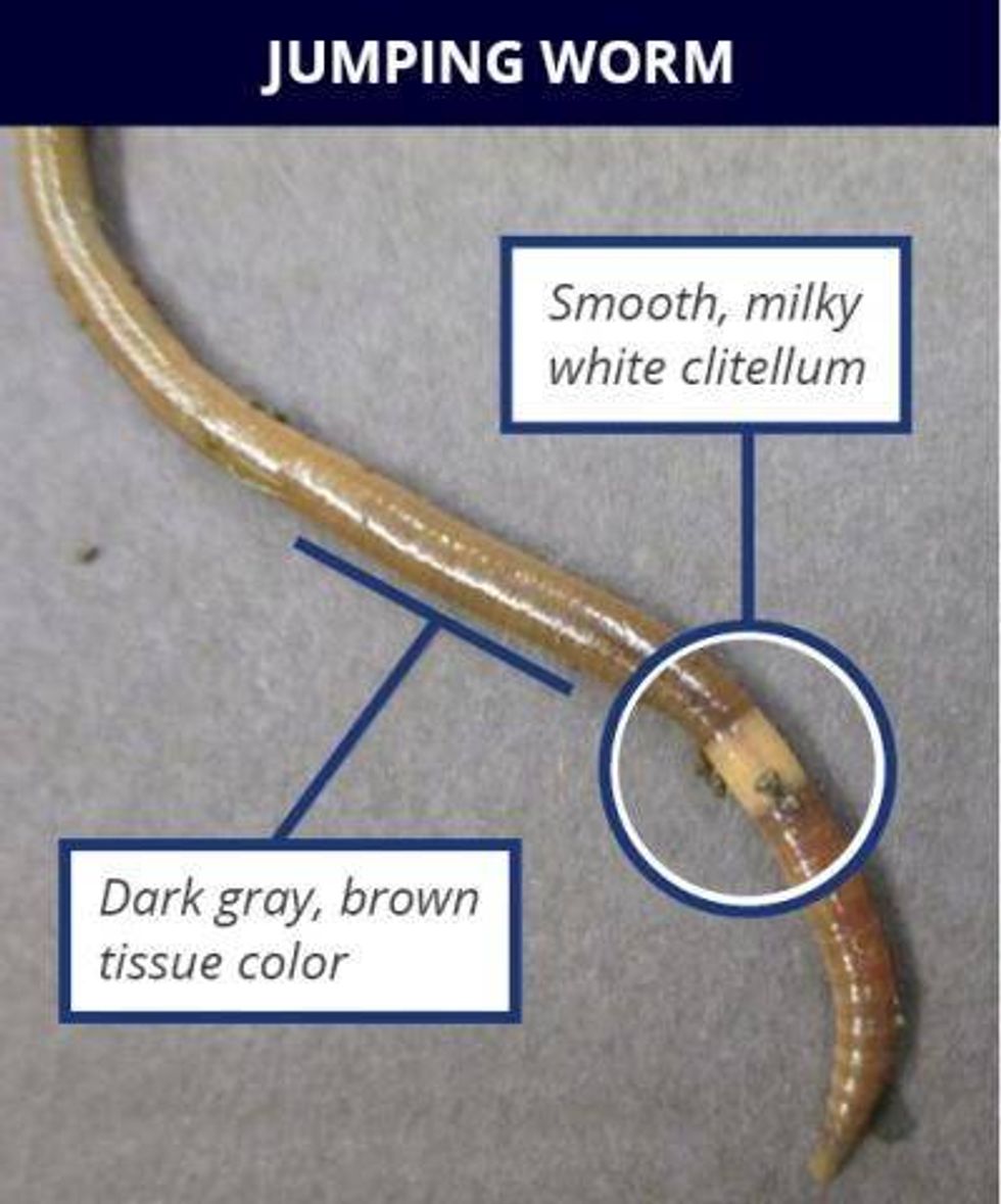 jumping worms