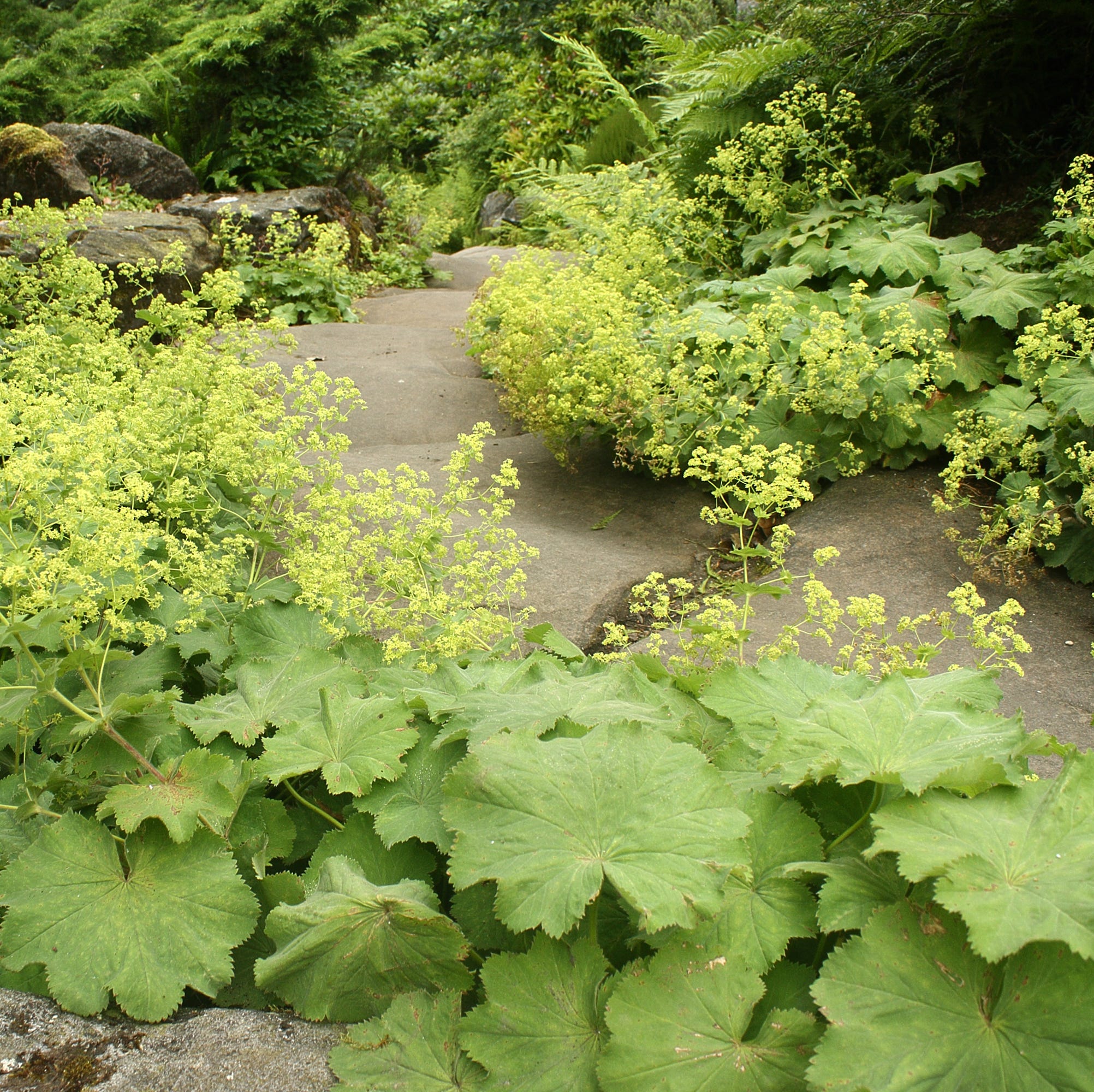 alchemilla vulgaris growing in rock garden