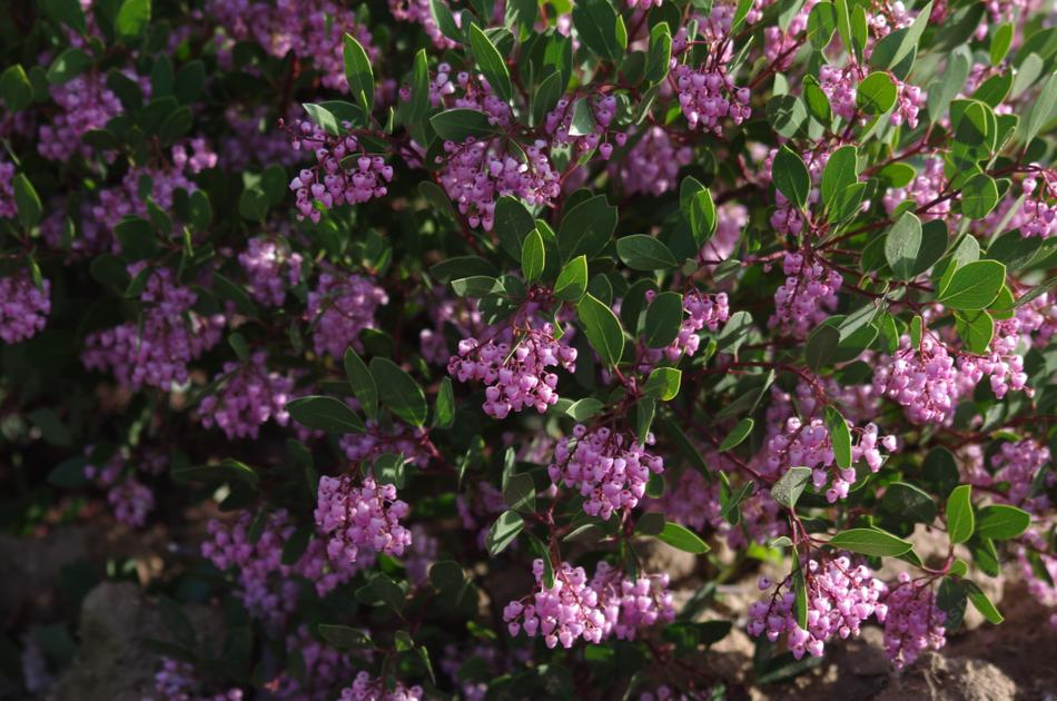 manzanitas