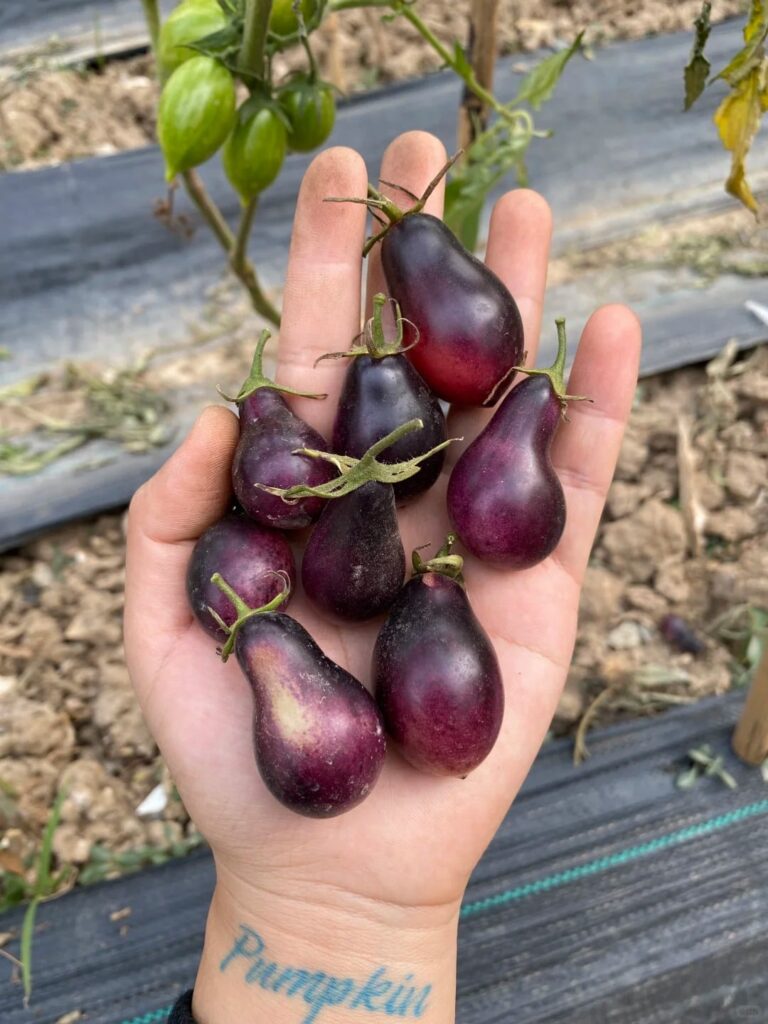 The tomatoes I grew have turned out looking like small eggplants.