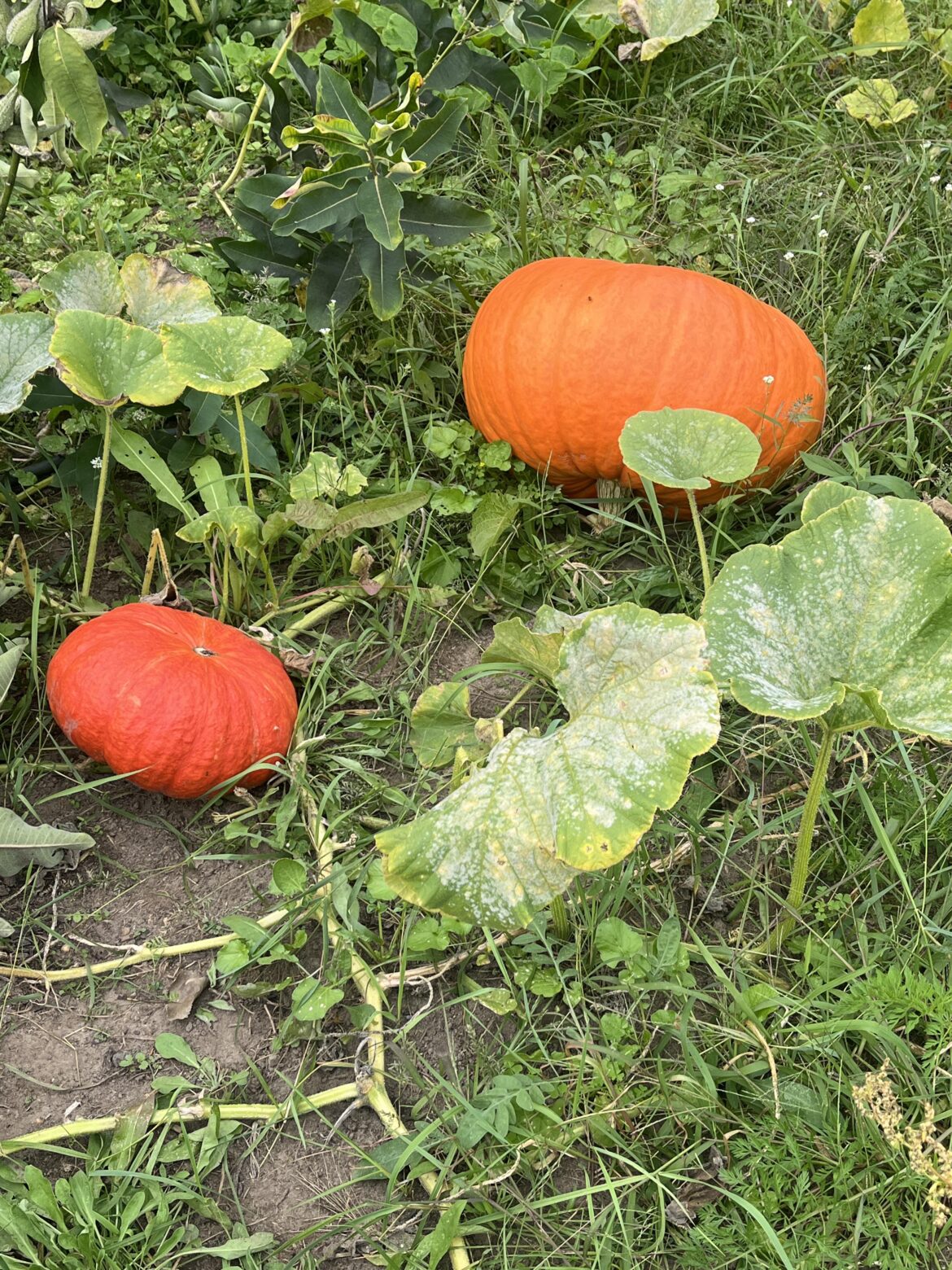 Are these ready to harvest?