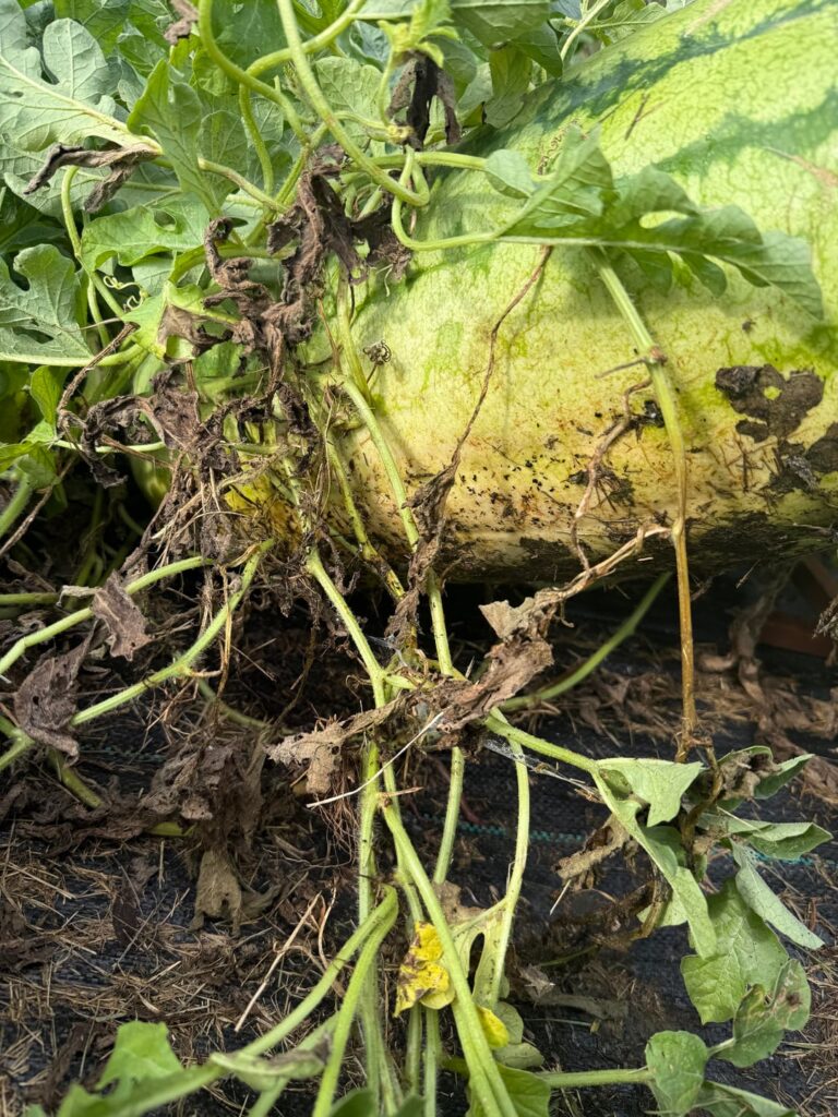 Checking in on my watermelons again 😖 please say one of these is ready