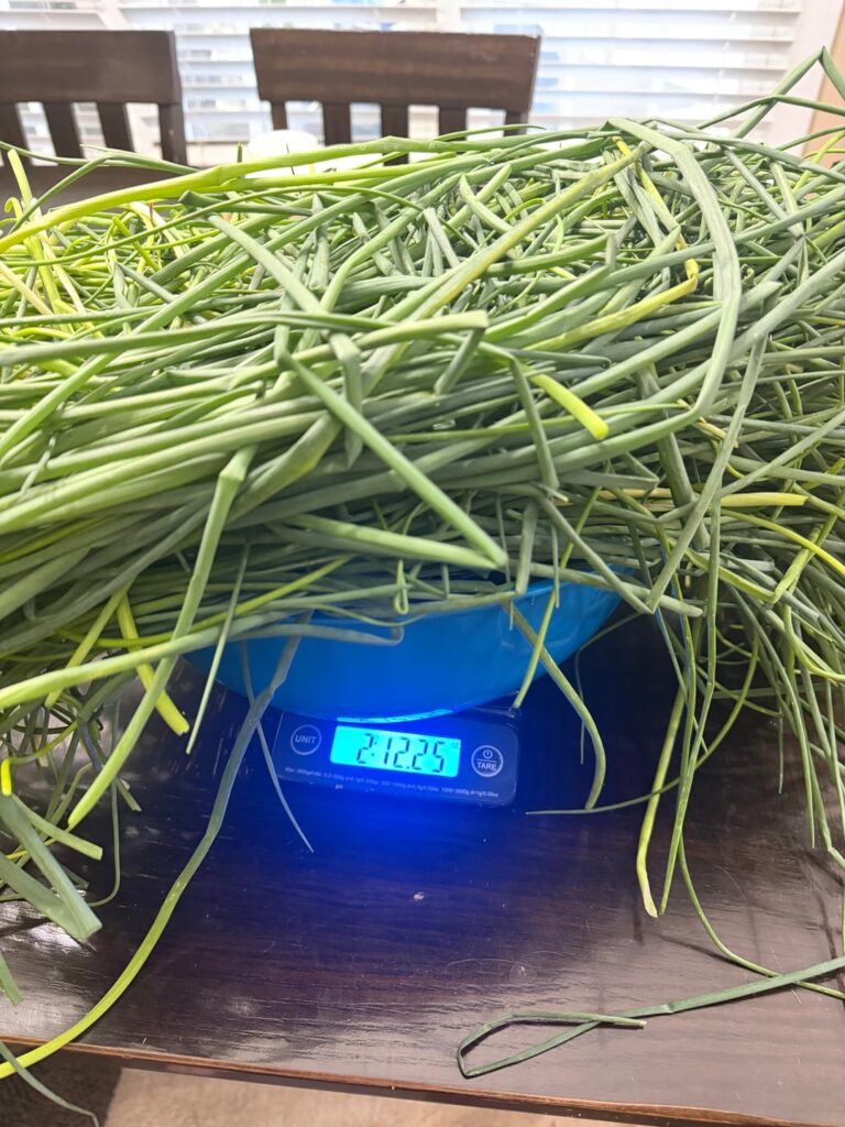 Chive harvest Chive harvest