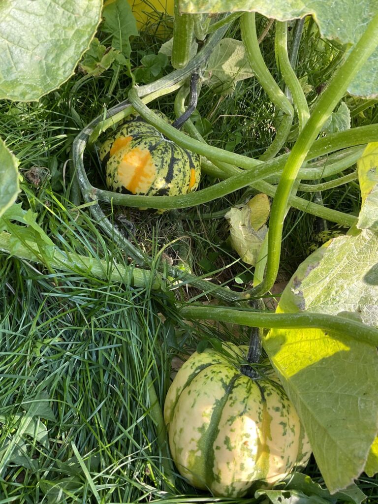 When is it safe to harvest carnival acorn squash?