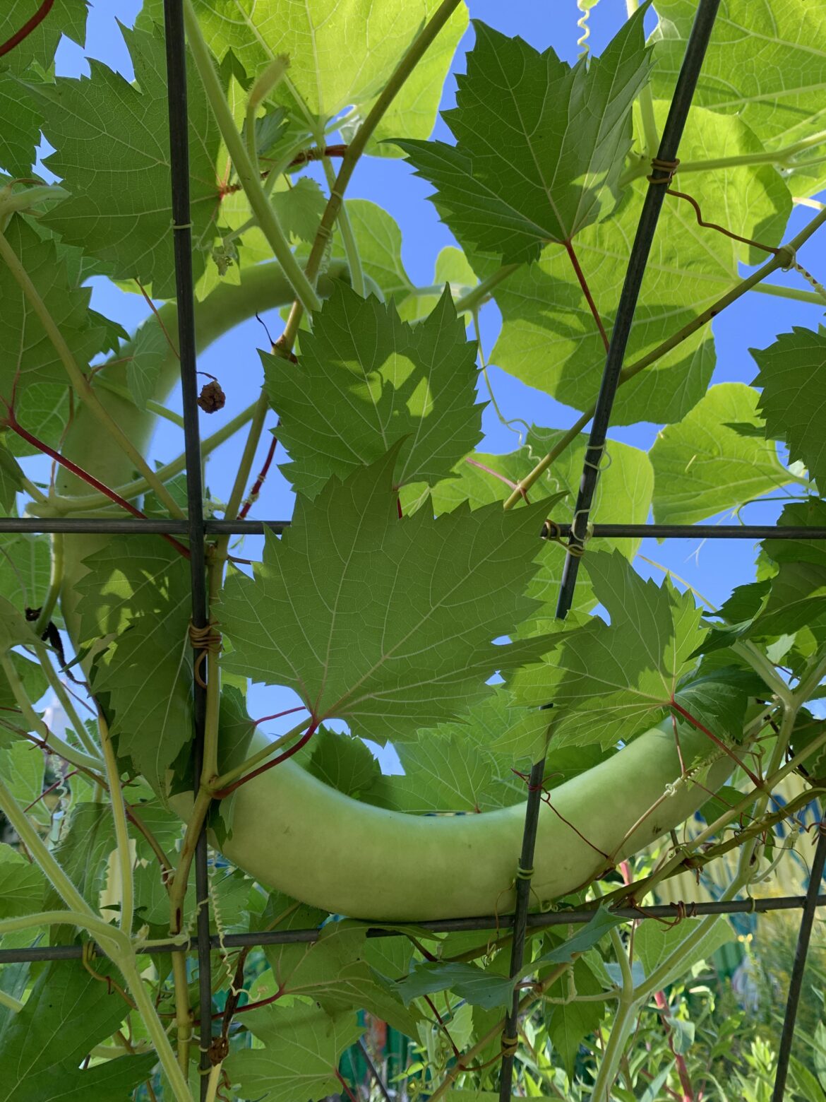 What is this squash?