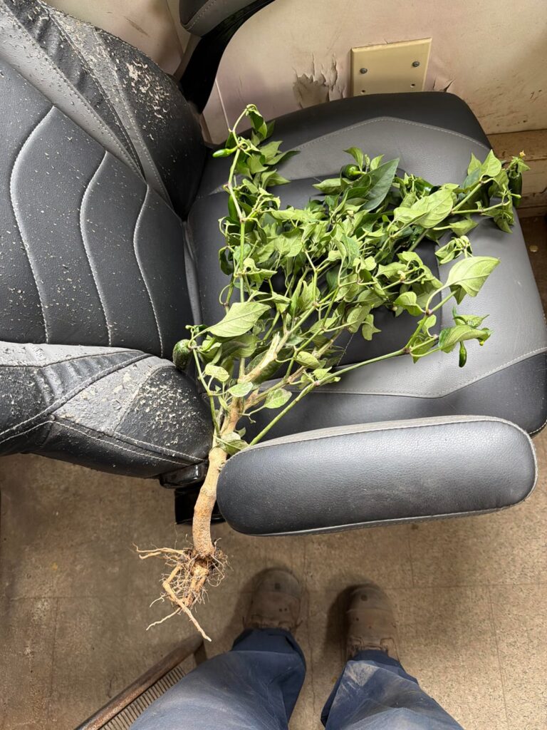 Can this Jalapeño plant be saved?? Can this Jalapeño plant be saved??