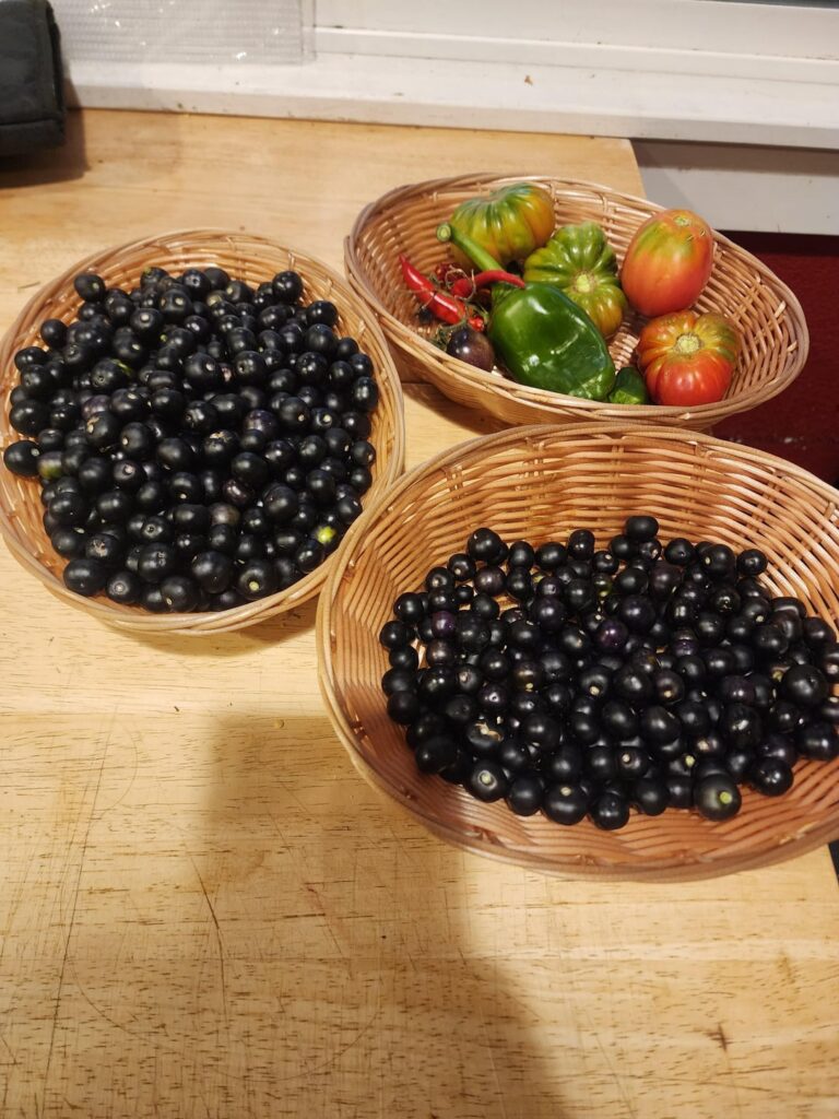 Garden Huckleberry, Peppers and Tomatoes Garden Huckleberry, Peppers and Tomatoes