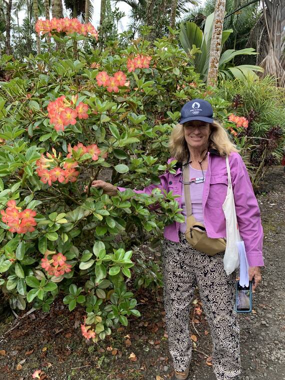 Tropical Gardening: Welcome fall with colorful rhododendrons and hydrangeas Tropical Gardening: Welcome fall with colorful rhododendrons and hydrangeas