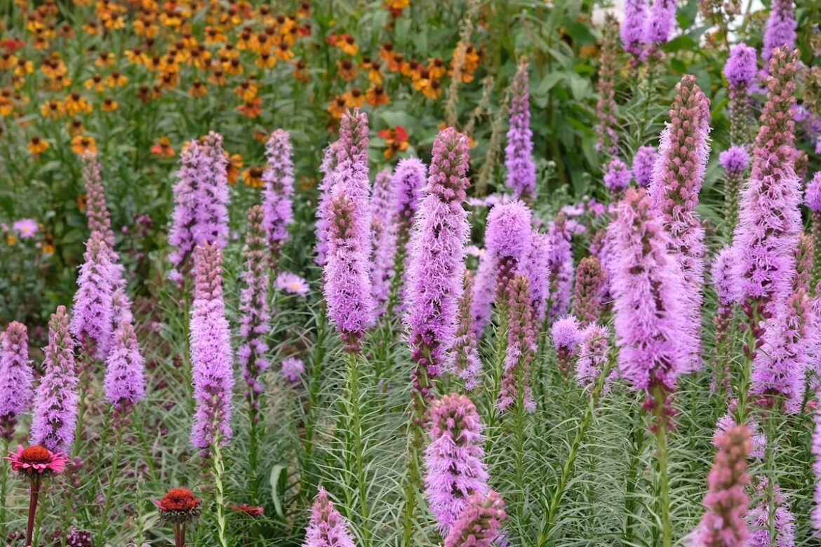 Once thought “messy,” native plants are now realtor-approved — and can increase home values Once thought "messy," native plants are now realtor-approved — and can increase home values
