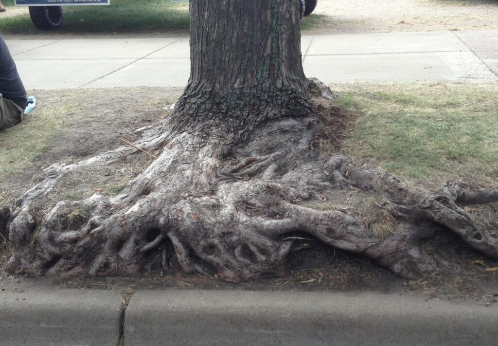 Dakota Gardener: How old is old?